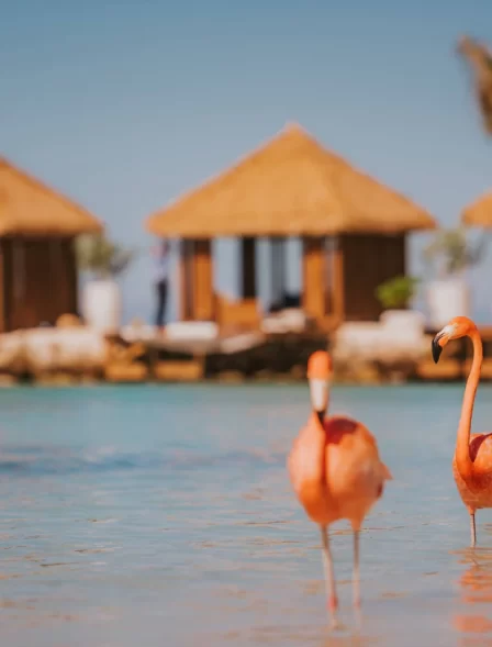 Auabr Flamingo Family 4743 Hor Clsc